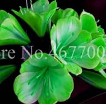Sales! 100 pcs/Bag Cheap Clivia Bonsai Indoor Flower Plants for Balcony Potted Perennial Flore Indoor Kaffir Lily Garden Decor - (Color: 12)