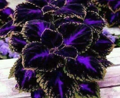 Coleus Black/Blue 100 seeds - Painted Nettle - blumei - Solenostemon - Coleus scutellarioides - Flame Nettle - Common Coleus