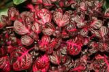 100PCS Red Coleus Flower Seeds Colorful