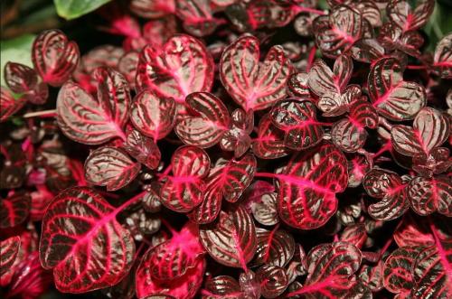 100PCS Red Coleus Flower Seeds Colorful