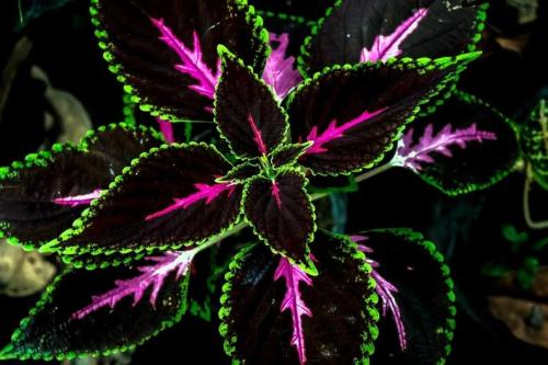 Coleus King Kong Seeds - 100 Rare Seeds for Planting - Vibrant Blooms, Great for Shade or Indoors
