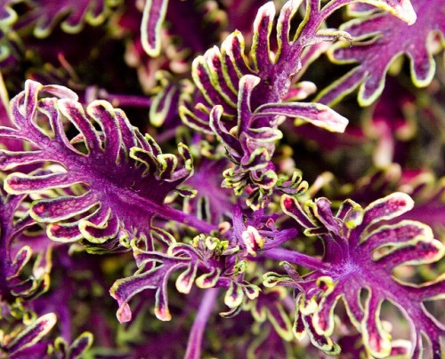 100PCS Coleus Flower Seeds Purple Green Bi-color Spider Shaped