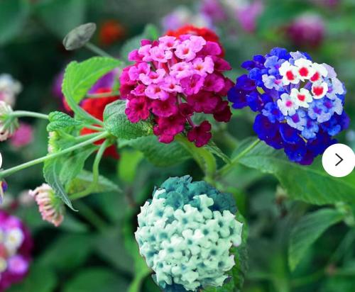 100PCS Lantana Seeds, Mixed Colors - Exotic Flower Seeds Very Good Butterfly Plant