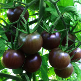 200PCS Black Pearl Tomato Seeds Black Tomato Cherry Seeds Vegetable Seeds - Original Pack