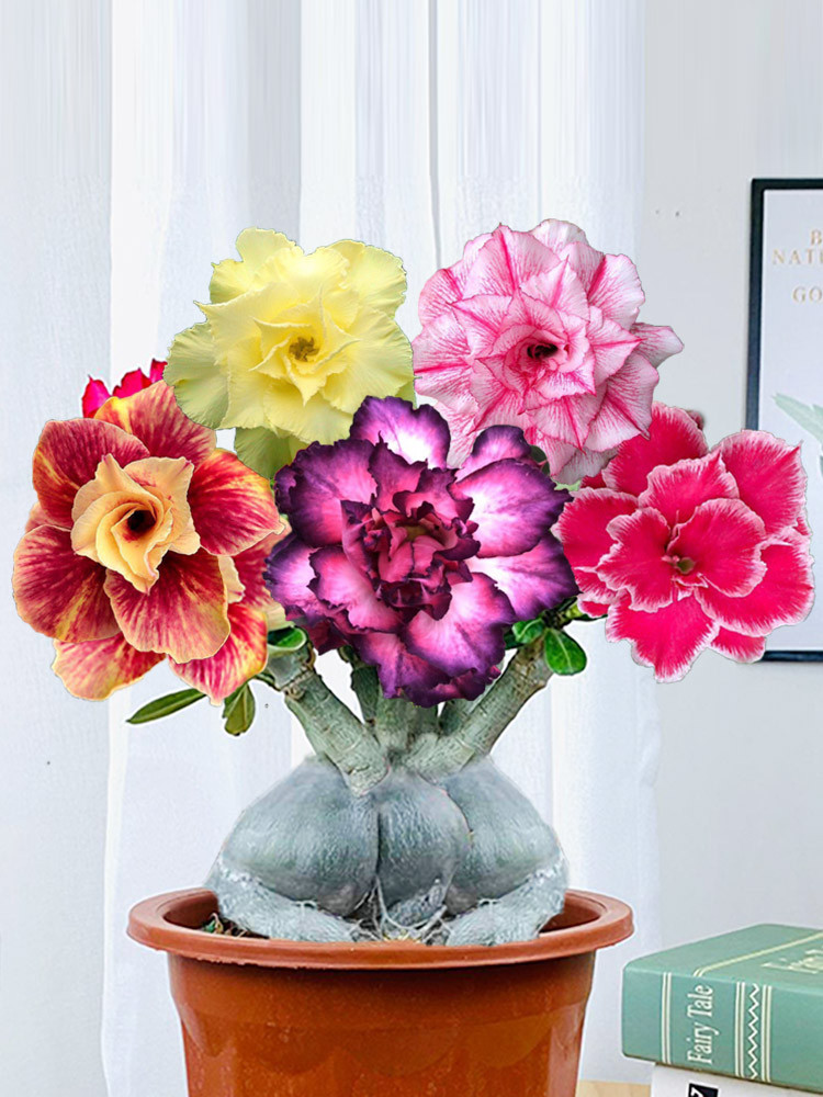 Adenium Fragrant US$ 3.91 - 10PCS Mixed Colorful Desert Rose Seeds Bonsai Indoor Balcony ...