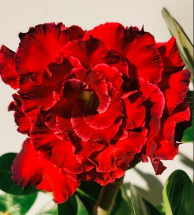 2PCS Dark Red Desert Rose Seeds 6-Layer Damask Adenium Flowers Home Garden Bonsai Potted