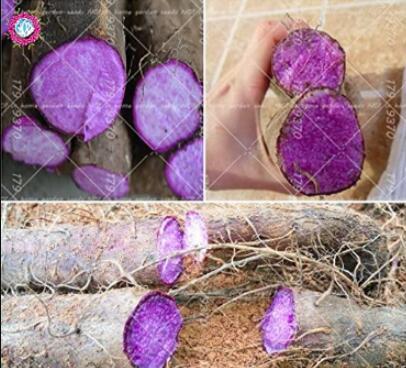 100Pcs Purple Yam Purple Ginseng Long Taro Cylindrical Roots for Food Plants High Nutrition Organic Vegetables
