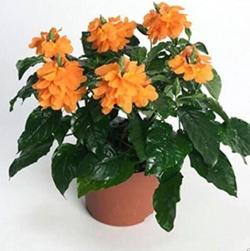 Crossandra Seeds,Orange Marmalade -Firecracker Flower- Very Rare Tropical Plant(15 Seeds)