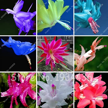 100PcsCactusFlowersIndoorPottedPlantsPurifyingAirFlower,ZygocactusTruncatusSchlumbergeraSeed,EpiphyllumGreenPlant-(Color:Mixed)