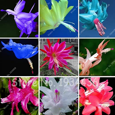 100Pcs Cactus Flowers Indoor Potted Plants Purifying Air Flower,Zygocactus Truncatus Schlumbergera Seed,Epiphyllum Green Plant - (Color: Mixed)
