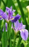 100 pcs/bag colorful iris bonsai flowers heirloom malan tectorum perennial plant for home garden decoration easy to grow,