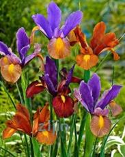 100 pcs/bag colorful iris bonsai flowers heirloom malan tectorum perennial plant for home garden decoration easy to grow,