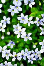 50 seeds Blue Star Creeper Isotoma Fluviatilis 3 Seasons of Blooms Quart Pot Seeds Easy to Seasons, Meaningful Gift.