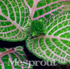 100 Pcs Rare Plants Fittonia Verschaffeltii Bonsai Mini Easy to Plant Balcony Fun Potted Flower Bonsai - (Color: 6)