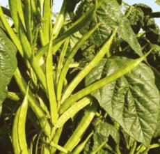 50 Seeds Cluster Beans Seeds Gawarguarguvar Gokarakayakotthavarai Kothamara Seed Non-Hybrid, Open-Pollinated, Suited for