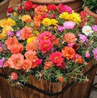 500 Pcs Moss Roses (Portulaca Grandiflora Mix) Flower Bonsai Plant DIY Home Garden - (Color : 2)