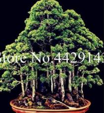 100 pcs Dawn Redwood See ed Tree Grove - Metasequoia Glyptostroboides,DIY Home Gardening! Very EasyTo Grow! Ornamental-Plant - (Color: Mixed)
