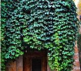 100Pcs/Pack Boston Ivy Seeds Garden Climbing Creeper Plants Outdoor Wall Decor Plants
