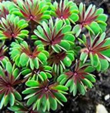Oxalis Versicolor Flores Bonsái 100 piezas Planta Rara para Jardín Hogar Plantar Flores Oxalis Plantas a la Venta - (Color: Mezclado)