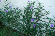 Mexican petunias Seed- Ruellia brittoniana 'Blue Star' 150 Seeds!