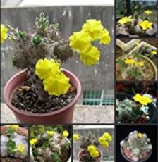 100pcs Fresh Real Pachypodium brevicaule - Huibixiuxiao - Succulent Plant Semillas sementes