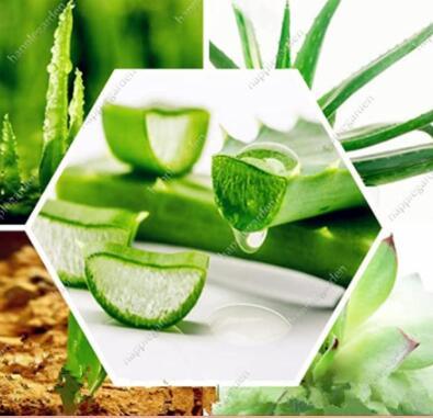 300Pcs Green Aloe Vera Plants Edible Beauty Edible Cosmetic Vegetables and Fruit Seed Herb Tree Plants for Home & Garden - (Color: 300 pcs)