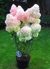 20 Pcs/Bag Vanilla Strawberry Hydrangea Flower Garden for Planting Flower Bonsai Or Tree Flores Hydrangea Macrophy - (Color: 3)