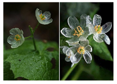 Heirloom Skeleton Flowers Seeds 200 Seeds Astilboides tabularis Bonsai Rare Exotic.