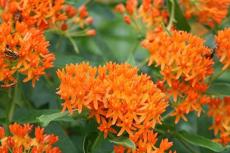 Butterfly Milkweed/Monarch Flower (Asclepias Tuberosa), Pack of 400 Seeds