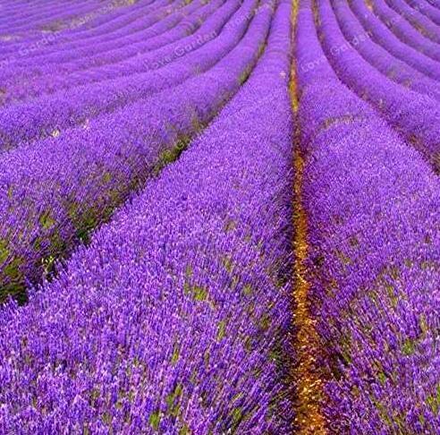 100 Pcs Lavender Imported Provence Bright Purple Lavandula Angustifolia Flower Bonsai Potted Plants Amazing Fragrant - (Color: 1)