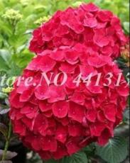 40pcs/ Bag Vanilla Strawberry Hydrangea Flower See edsfor Planting Flower See ed or Tree Hydrangea Macrophylla Home Garden Decor - (Color: 6)