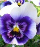 24 Colors 100pcs/pack Mexican Pansy Flores Wavy Viola Tricolor Flower plantas See ed Potted Plant DIY Home & Garden - (Color: Orange)