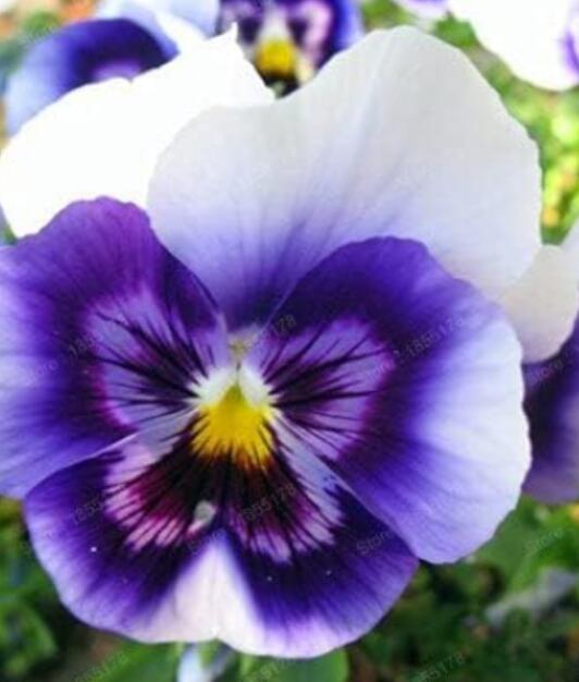 24 Colors 100pcs/pack Mexican Pansy Flores Wavy Viola Tricolor Flower plantas See ed Potted Plant DIY Home & Garden - (Color: Orange)