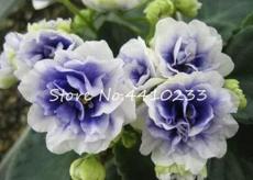 50 Pcs Mini Seed Violet Plants Colorful Rare African Flower for Garden Perennial Herb Indoor Matthiola Incana Plants - (Color: a)