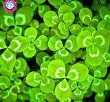 100 clover flowers, bonsai, clover flowers, clover flowers, lucky flowers, decoration plants for home and garden