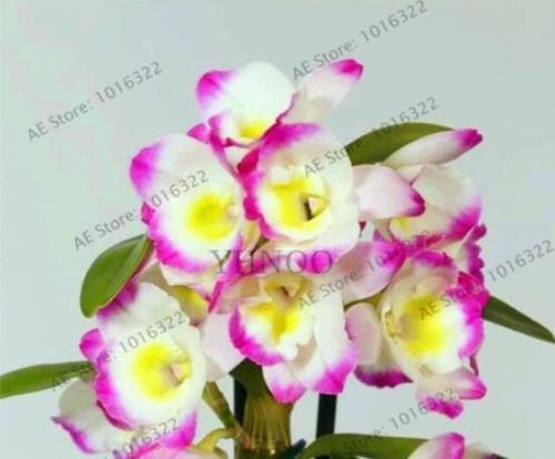 Rare Colorful Orchid Flower Flores,Dendrobium Orchid Gorgeous 100 Pcs,Seed Plant for Home Garden - (Color: 6)