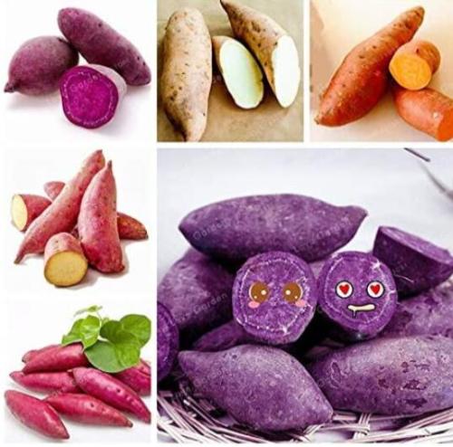 20 Pcs Sweet Potato Seed Delicious Purple Sweet Potato Vegetable Seed Fresh Organic Food Fruit and Vegetable Garden Plant - (Color: Mix)