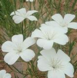 100pcs/lot agrostemma githago Flower Home Garden - (Color: 2)