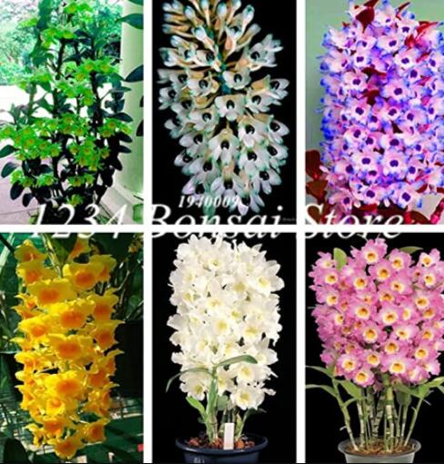 100PcsIndoorBalconyOfficeRareOrchidSeedTreePlantsDendrobiumOrchidsPottedFlowersDIYHomeGardenPlant-(Color:Mixed)