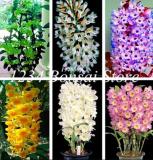 100 Pcs Indoor Balcony Office Rare Orchid Seed Tree Plants Dendrobium Orchids Potted Flowers DIY Home Garden Plant - (Color: Mixed)