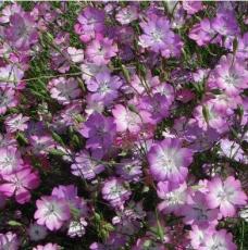 100pcs/lot agrostemma githago Flower Home Garden - (Color: 2)