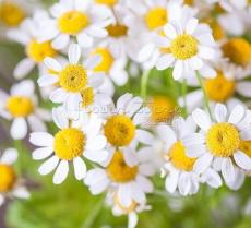 Rare Hierloom 100 Pyrethrum Daisy Seeds a natural insect deterrent