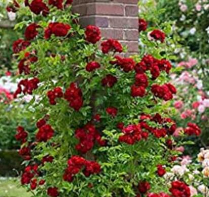 ClimbingRoseBonsaiPerennialFlowerGardenDecoration100PcsFenceHedgeRoseFlowerBonsaiFlowerSeeds-(Color:3)