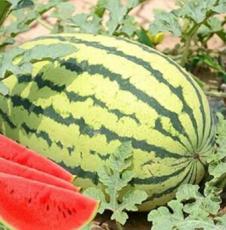 20 pcs Lazy Melon King Watermelon Bonsai red Meat Garden Balcony Potted Vegetables