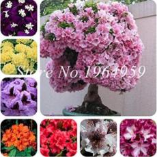 100 Pcs/Bag Japanese Azalea See ed Rhododendron Azalea Flower See ed Tree See edling DIY Plant Home Garden - (Color: Mixed)