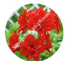 100 Pots Amaryllis Bonsai Pots Hippeastrum Flowers for Home and Garden Lilies (T)