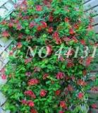 200 Pcs/Bag Rare Honeysuckle Bonsai Garden Climbing Perennial Scent Vine Jinyinhua Flower Bonsai Tecomaria capensis Plant - (Color: 7)