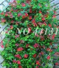 200 Pcs/Bag Rare Honeysuckle Bonsai Garden Climbing Perennial Scent Vine Jinyinhua Flower Bonsai Tecomaria capensis Plant - (Color: 7)