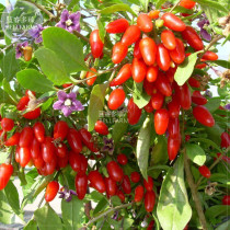 100Pcs Ning Xia Goji Berry Wolfberry Red Fruit Se eed Plant Beauty Tea