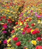 500pcs Mixed Color Moss-Rose Purslane Double Flower for -ing (Portulaca grandiflora), Heat Tolerant - (Color: 1)